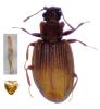 Latridius sp.